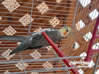  4 جوز كوكتيل للبيع شغال