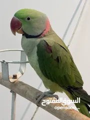  4 ببغاء الدرة النيبالي ringneck parrot