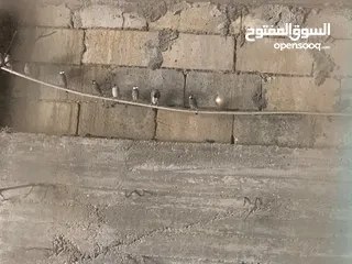  5 طيور الجاوا