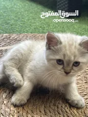  14 قطط سكوتش فولد وسكوتش ستريت للبيع اقرأ الوصف