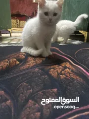  2 قطط هملايا