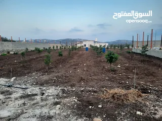  6 بيع ارض مع مزارع وع فبلا ججر
