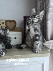  1 Pure Maincoon with WCF Pedigree