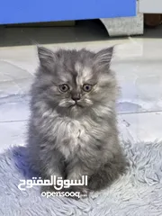 1 قطط شانشيلا عمر 2 شهرين للبيع بسعر العرض 500 شيكل