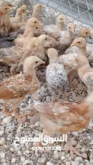  2 خم حمام بلدي ومعو انواع +صيصان بلدي عمر 33 يوم  للبيع بسعر الحرق الله يبارك لصاحب النصيب
