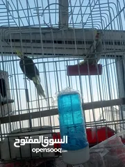  9 جوز دره شغالات انتاج