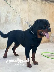  6 روت وايلر مستوى عالي
