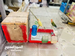  3 جوز روز شغال 100 ٪للبيع