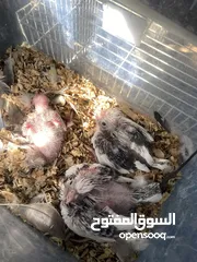  25 من اجمل طفرات وألوان الكروان الهولندي بسعر العادي