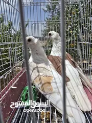  7 حمام اوزبيك روسي  وكالوت  نخب النخب