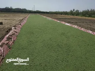  21 علف الازولا يزرع مره وينتج يوميا مدى الحياه للدجاج والمواشي وجميع الحويانات