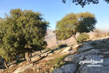  1 ارض للبيع بالصبيحي
