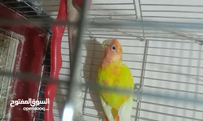  3 انثى روز ((((عين حمــــراء ))))