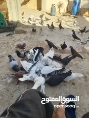  1 حمام بلدي ممتاز