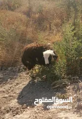  4 قرقير عدد إثنين للبيع