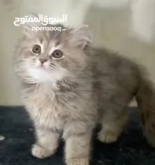  1 للبيع قطاوه بيور