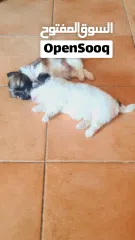  7 1 month old female puppies for sale