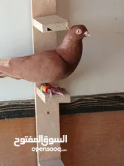  7 حمام للبيع سعر حرق كلهن مكفولة