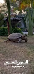  1 سلحفاة السولكاتا  sulcata tortoise