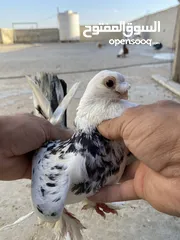  5 كوم حمام للبيع