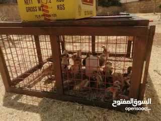  12 اقرأ الوصف صوص بلدي بلدي عالاصول وصوص حبش اصول اصول