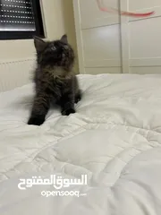  4 قطط للتبني