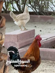  3 للبيع دجاج عربي قديم ودياجه عربي قديم وصيصانهم وبطة