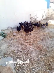  4 فراخ عمر شهرين الحبه على دينارين وربع