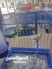 7 جوز كناري منتجات جزري و اصفر