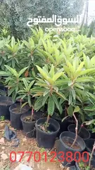  11 جميع انواع الاشجار الزينه والمثمره بأفضل الاسعار