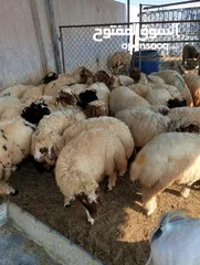  15 ذبيح للبيع طيبه سمان عزيمه ثلاجه خرفان طيبة هرفي جذع وتساب اتصال لتوصيل جميع مناطق قطر سوري بلدي