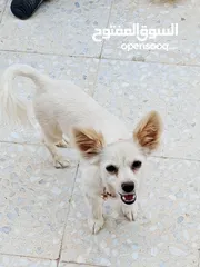  2 كلب شيواوا العمر 8 شهور ماخذ كل المطاعيم الكلب ممتاز لعوب جدا جدا بحب صاحبو الكلب محلوق شعرو عشان.