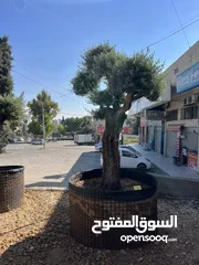  15 كافة أصناف اشجار الزينه