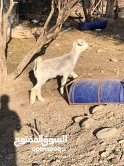  2 شاه ولاده ولد واحد