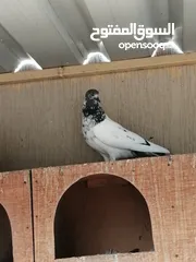  3 all typs of pigeons have
