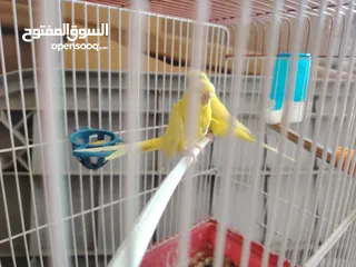  2 جوز حب تحتيه 6 بيضات مع القفص