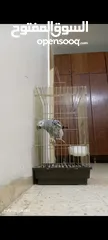  4 ببغاء كاسكو متكلم بحكي اكثر من 30 كلمه