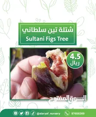  1 شتلات وأشجار التين من مشتل الأرياف  أسعار منافسة  انجیر کا درخت
