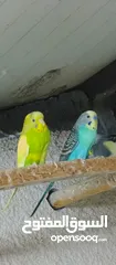  3 طيور حب البيع