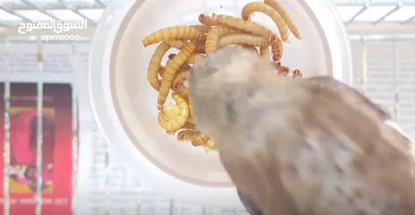  18 يرقات دود القبابي حي ميلوورم mealworm غذاء ممتاز بروتين حيواني لا يسبب التشحيم للطيور والاسمام