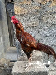  1 ديك نسل عالمي للبيع ب 30 قابل