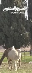  3 بكره للبيع العمر سنه ونص وظحى