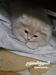  8 قط شيرازي  شامبين كرميل ذكر شعر طويل جدا