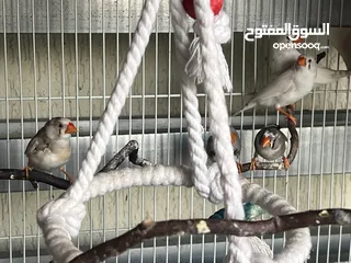  1 Pet shopbird ::  pure breed and healthy Zebra finch X 6 birds with large cage