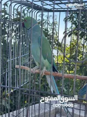  7 ذكرين درة هندي أخضر وتركواز ذكرين درة هندي أخضر وتركواز ذكرين درة هندي أخضر وتركواز