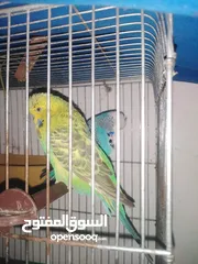  4 طيور حب انجليزي مع قفص وكوخ