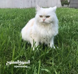  1 White himalaya  قط هملايا