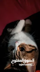  7 Available kittens for sale high quality breed Cats (Silver British breed & Scottish straight breed.)
