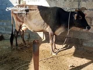  3 للبيع بقرة حليب هادية جدا جدا 