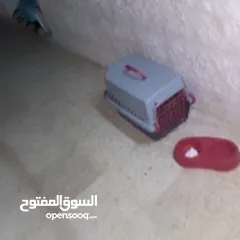  1 قطه للبيع مع كرت المطعوم